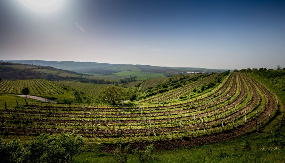 Terasy vineyard site – Kraví hora terroir