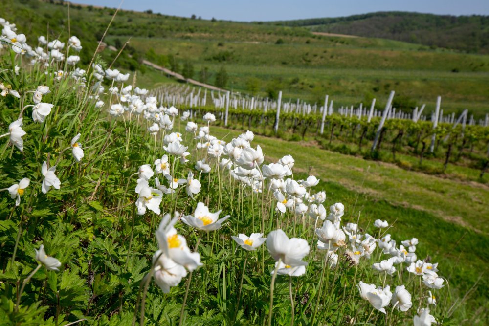 Vineyards in South Moravia